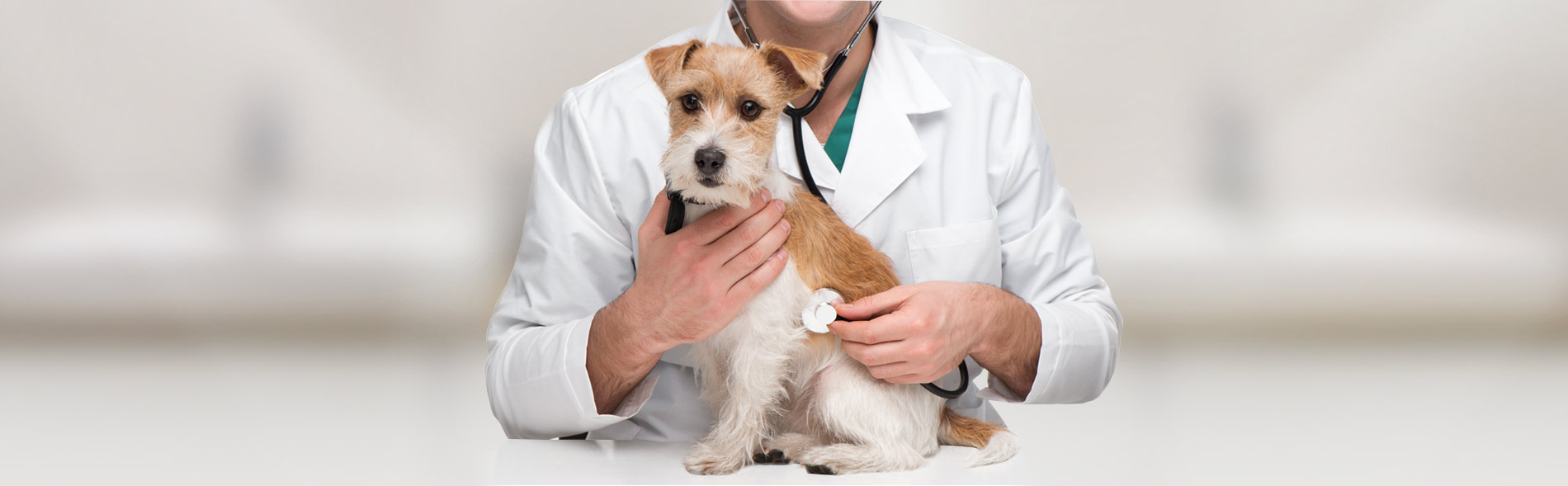 Meriden Animal Hospital Services Page